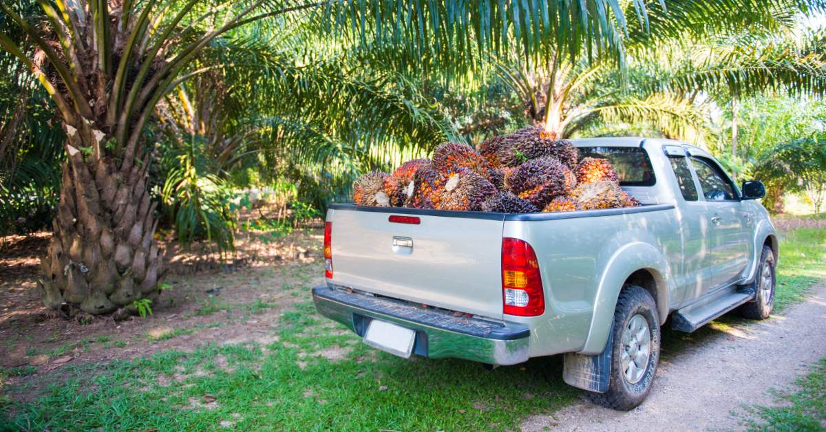 A pickup truck. Its bed is full of fruit from a palm tree. There's also a big palm tree in the back with huge leaves.